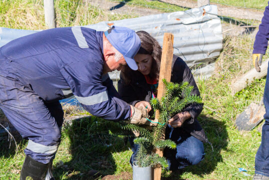 Teodoro Schmidt impulsa plantación de araucarias para fortalecer la identidad cultural mapuche