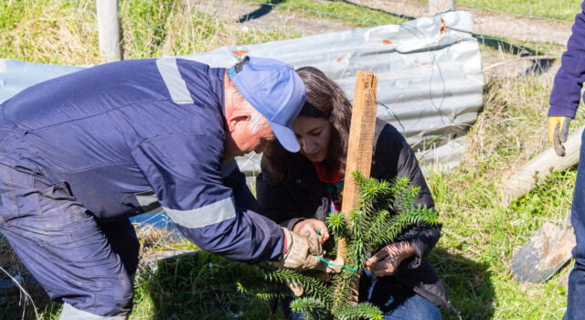 Teodoro Schmidt impulsa plantación de araucarias para fortalecer la identidad cultural mapuche