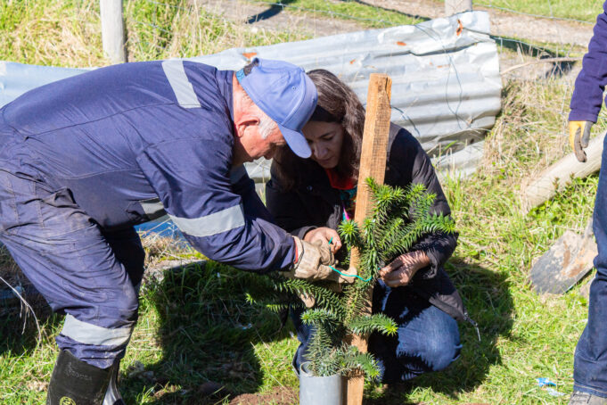 Teodoro Schmidt impulsa plantación de araucarias para fortalecer la identidad cultural mapuche
