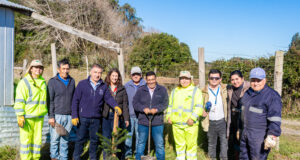 Teodoro Schmidt impulsa plantación de araucarias para fortalecer la identidad cultural Mapuche