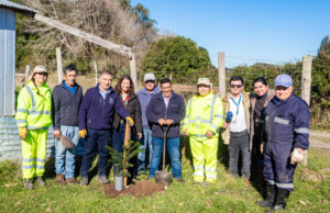 Teodoro Schmidt impulsa plantación de araucarias para fortalecer la identidad cultural Mapuche