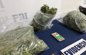 PDI saca de circulación 10 millones de pesos en cannabis sativa procesada en Traiguén