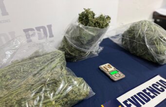 PDI saca de circulación 10 millones de pesos en cannabis sativa procesada en Traiguén