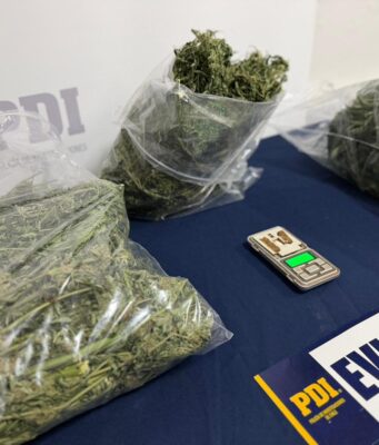 PDI saca de circulación 10 millones de pesos en cannabis sativa procesada en Traiguén
