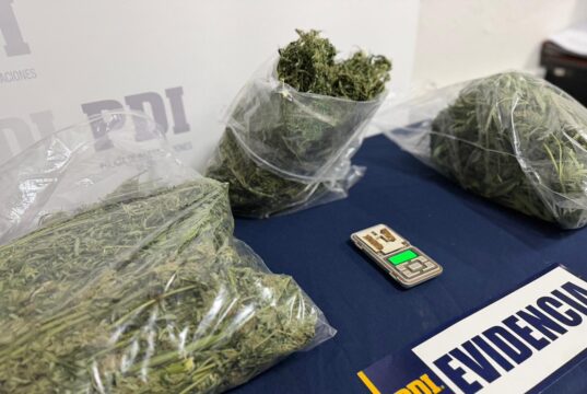 PDI saca de circulación 10 millones de pesos en cannabis sativa procesada en Traiguén