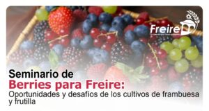 Productores de berries de Freire serán parte de seminario estratégico orientado al desarrollo del rubro hacia 2027