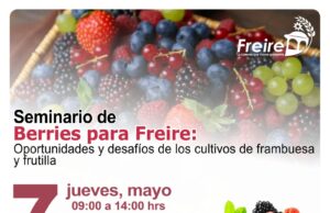 Productores de berries de Freire serán parte de seminario estratégico orientado al desarrollo del rubro hacia 2027