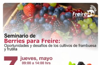 Productores de berries de Freire serán parte de seminario estratégico orientado al desarrollo del rubro hacia 2027