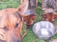 Perritos sobreviven a incendio en mall chino de Pitrufquén: fueron rescatados por vecino anónimo