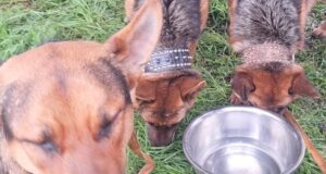 Perritos sobreviven a incendio en mall chino de Pitrufquén: fueron rescatados por vecino anónimo