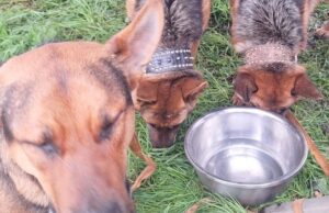 Perritos sobreviven a incendio en mall chino de Pitrufquén: fueron rescatados por vecino anónimo
