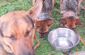 Perritos sobreviven a incendio en mall chino de Pitrufquén: fueron rescatados por vecino anónimo