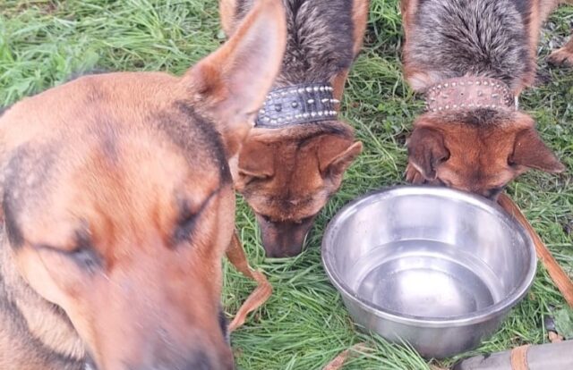 Perritos sobreviven a incendio en mall chino de Pitrufquén: fueron rescatados por vecino anónimo