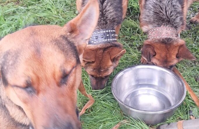 Perritos sobreviven a incendio en mall chino de Pitrufquén: fueron rescatados por vecino anónimo