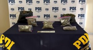Detectives antidrogas allanaron vivienda y encontraron cannabis lista para comercialización en Angol