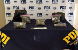 Detectives antidrogas allanaron vivienda y encontraron cannabis lista para comercialización en Angol