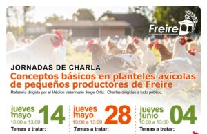 Municipalidad de Freire fortalece el desarrollo local con capacitaciones gratuitas para productores avícolas y emprendedores de ferias libres