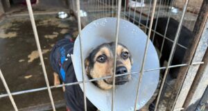 ¡Abre tu corazón!: agrupación «Animales por la vida» de Pitrufquén pide apoyo urgente para sus perritos rescatados