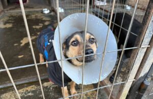 ¡Abre tu corazón!: agrupación «Animales por la vida» de Pitrufquén pide apoyo urgente para sus perritos rescatados