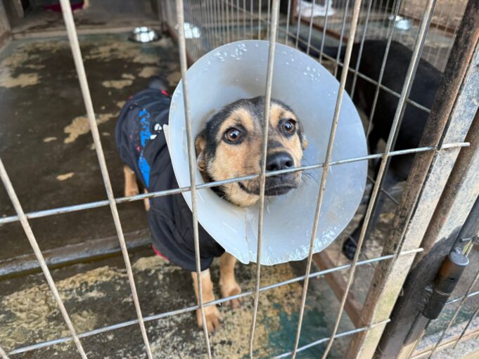 ¡Abre tu corazón!: agrupación «Animales por la vida» de Pitrufquén pide apoyo urgente para sus perritos rescatados