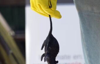 Confirman dos casos de hantavirus en La Araucanía: autoridades llaman a la prevención