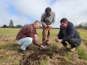 INIA Tranapuente lidera innovador sitio demostrativo para promover el cultivo sustentable de papa en Freire