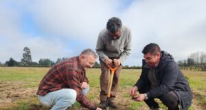INIA Tranapuente lidera innovador sitio demostrativo para promover el cultivo sustentable de papa en Freire