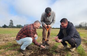 INIA Tranapuente lidera innovador sitio demostrativo para promover el cultivo sustentable de papa en Freire