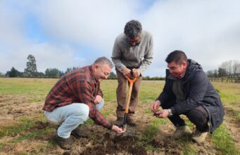 INIA Tranapuente lidera innovador sitio demostrativo para promover el cultivo sustentable de papa en Freire