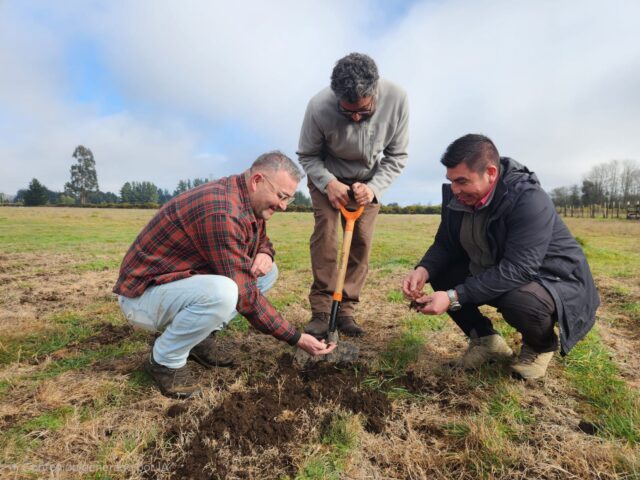 INIA Tranapuente lidera innovador sitio demostrativo para promover el cultivo sustentable de papa en Freire