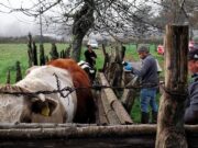 Productores de Freire se preparan para el invierno con capacitación clave para proteger su ganado