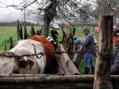 Productores de Freire se preparan para el invierno con capacitación clave para proteger su ganado