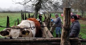 Productores de Freire se preparan para el invierno con capacitación clave para proteger su ganado