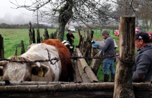 Productores de Freire se preparan para el invierno con capacitación clave para proteger su ganado