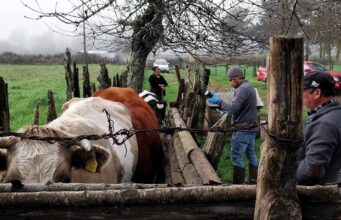 Productores de Freire se preparan para el invierno con capacitación clave para proteger su ganado