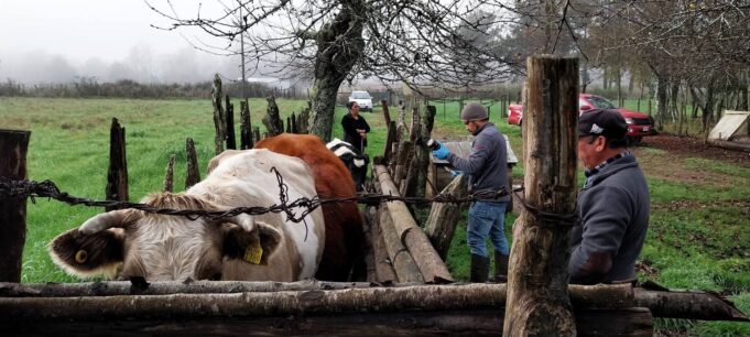 Productores de Freire se preparan para el invierno con capacitación clave para proteger su ganado