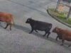 Encuentran faenado al toro que era intensamente buscado tras volcamiento de camión en Temuco