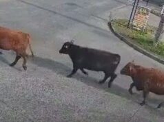 Encuentran faenado al toro que era intensamente buscado tras volcamiento de camión en Temuco
