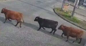 Encuentran faenado al toro que era intensamente buscado tras volcamiento de camión en Temuco