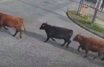 Encuentran faenado al toro que era intensamente buscado tras volcamiento de camión en Temuco