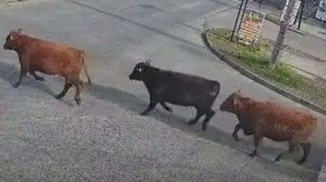 Encuentran faenado al toro que era intensamente buscado tras volcamiento de camión en Temuco