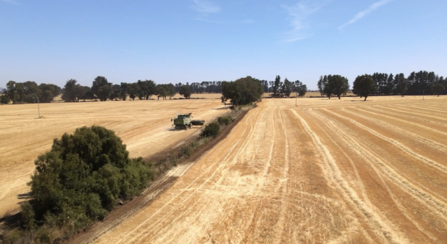 Radiografía inédita al campo en la Araucanía: Agricultores de Malleco levantan catastro para medir el real impacto de la inseguridad en la región