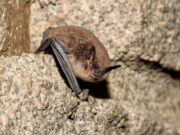 Detectan murciélago con rabia cerca de establecimiento educacional en Carahue