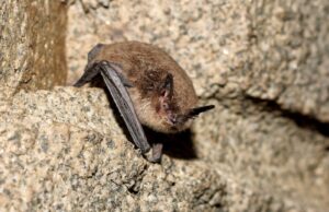 Detectan murciélago con rabia cerca de establecimiento educacional en Carahue
