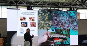 Difunden las potencialidades del cultivo de ostra japonesa en Carahue