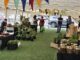 Pucón abrirá espacio para una feria «Mercado Rural» en pleno centro de la ciudad
