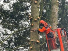 Municipio de Pitrufquén y Frontel voltean peligrosos pinos ubicados en escuela Los Galpones para reducir riesgos durante el invierno