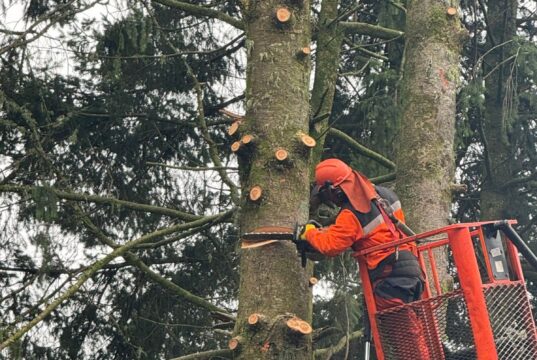 Municipio de Pitrufquén y Frontel voltean peligrosos pinos ubicados en escuela Los Galpones para reducir riesgos durante el invierno