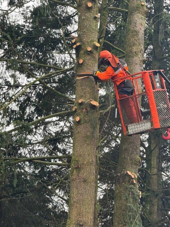 Municipio de Pitrufquén y Frontel voltean peligrosos pinos ubicados en escuela Los Galpones para reducir riesgos durante el invierno