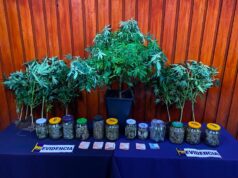 Sofisticado sistema de cultivo indoor en Temuco operaba para abastecer la región Metropolitana